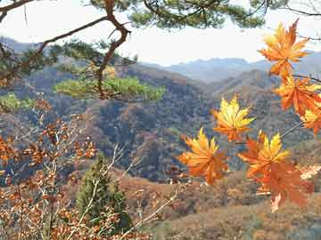 最準(zhǔn)一肖一碼100%免費(fèi),關(guān)于最準(zhǔn)一肖一碼100%免費(fèi)的真相探討——揭示背后的風(fēng)險(xiǎn)與警示