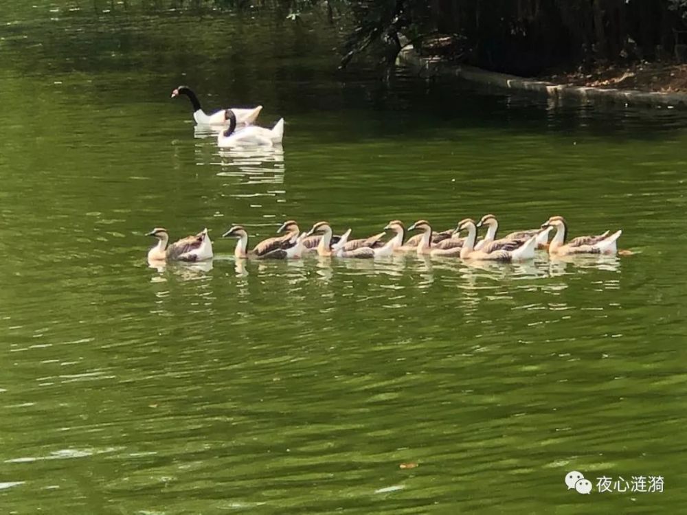 深圳野生動(dòng)物園攻略（最新整理）