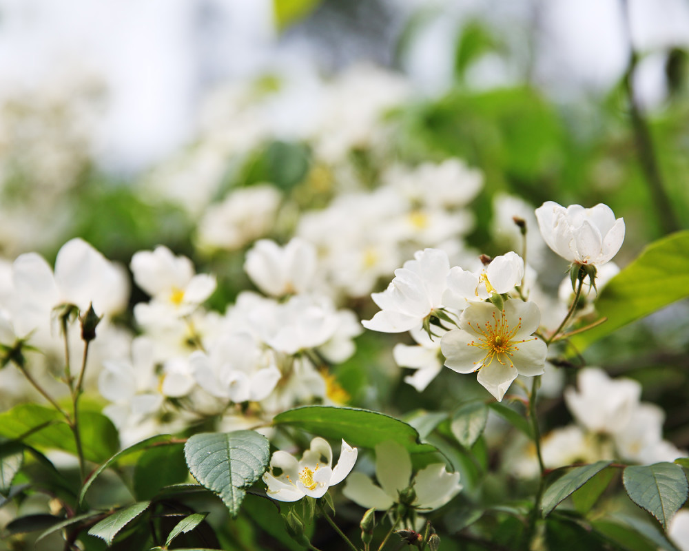 大足區(qū)勝天湖水庫最新,大足區(qū)勝天湖水庫最新動態(tài)