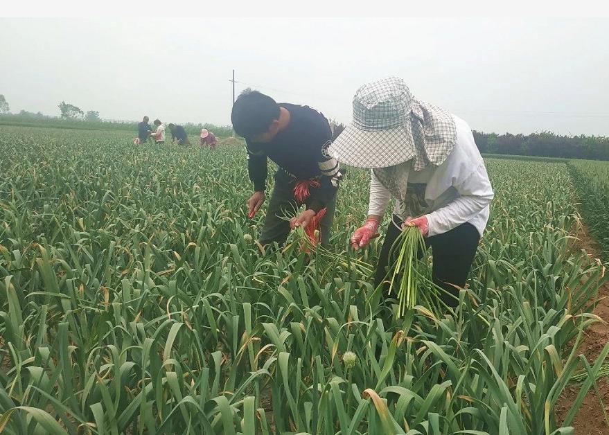 金鄉(xiāng)蒜苔最新價格行惰,金鄉(xiāng)蒜苔最新價格行情分析