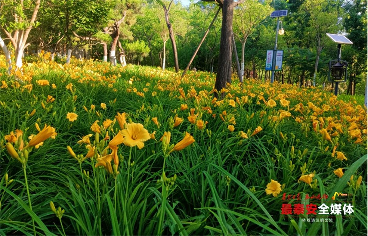 中國(guó)最新的百合電影,中國(guó)最新的百合電影，綻放青春之花