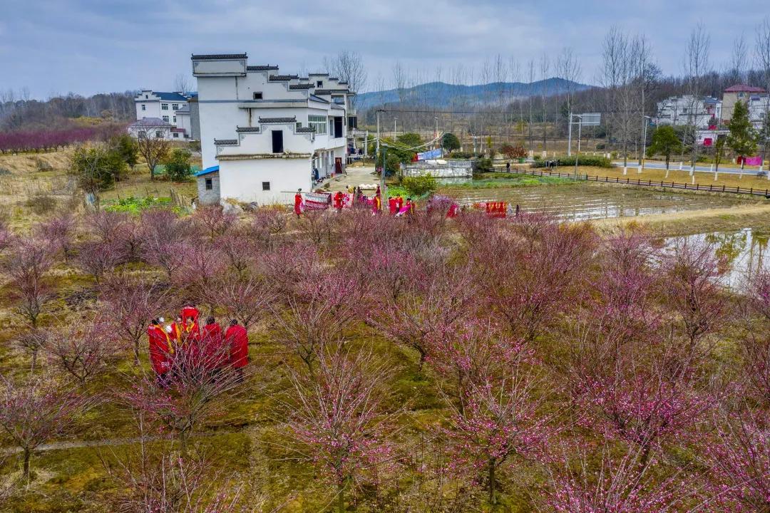 棲霞區(qū)紅梅村最新規(guī)劃,棲霞區(qū)紅梅村最新規(guī)劃，重塑鄉(xiāng)村魅力，打造宜居新典范