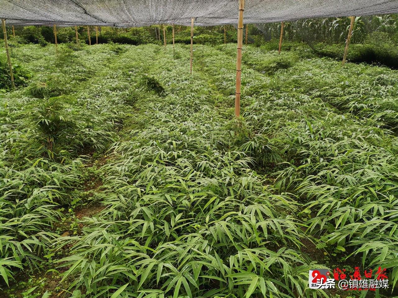 麻柳灣到昭通最新路況,麻柳灣到昭通最新路況分析