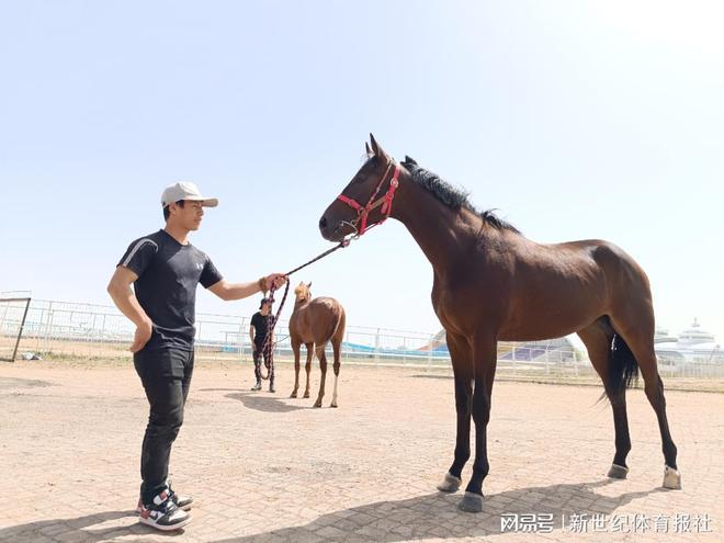 今晚澳門(mén)馬出什么特馬,今晚澳門(mén)馬會(huì)出什么樣的特馬？探索賽馬運(yùn)動(dòng)的神秘魅力與預(yù)測(cè)難題