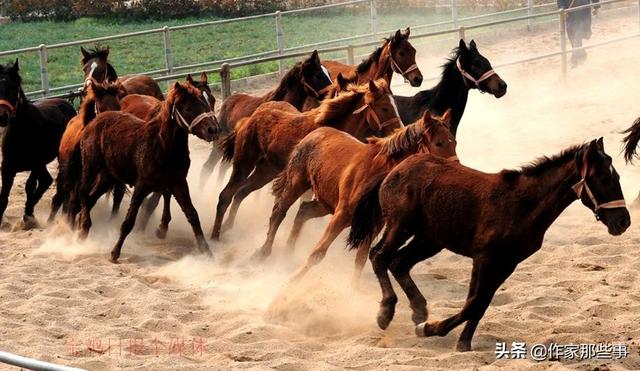 2025今晚澳門開特馬四不像,探索未知，今晚澳門特馬四不像的奧秘（2025年展望）